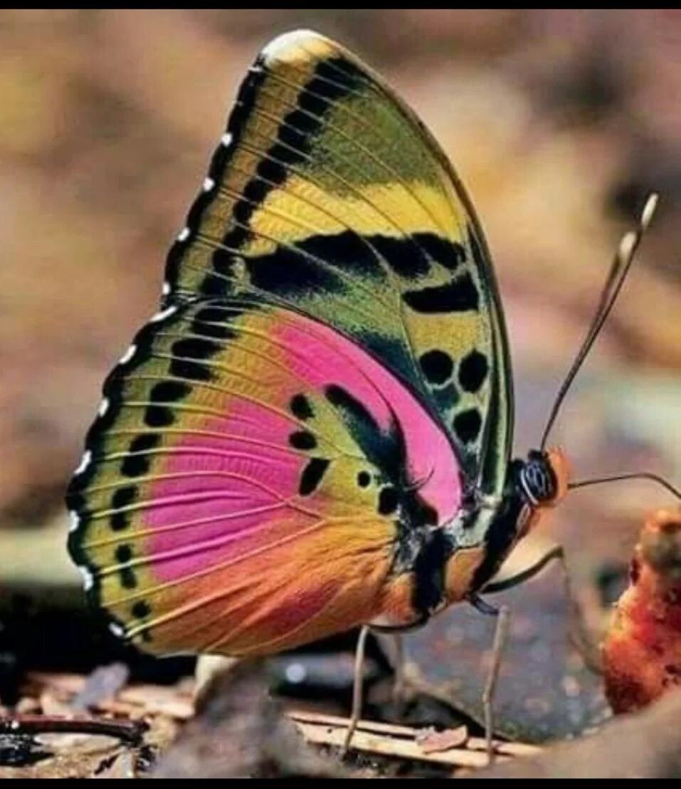 Разноцветные жуки и бабочки. Красивые бабочки. Разноцветные бабочки. Удивительные бабочки. Красивые разноцветные бабочки.