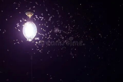 Почему мотыльки свет
