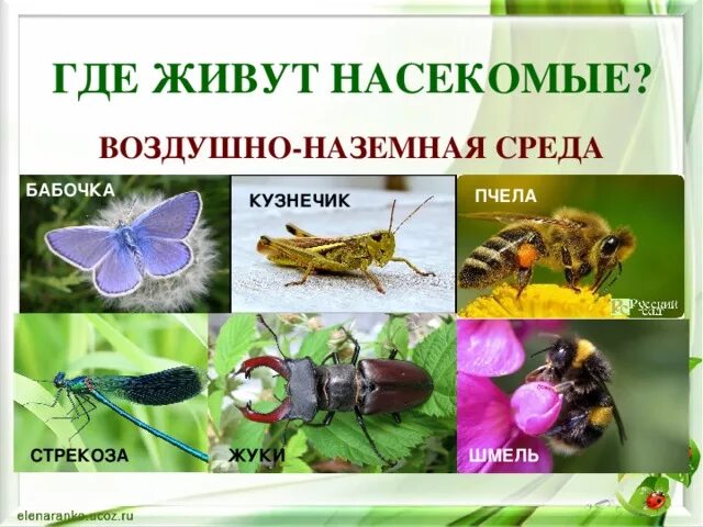 Среда обитания насекомых