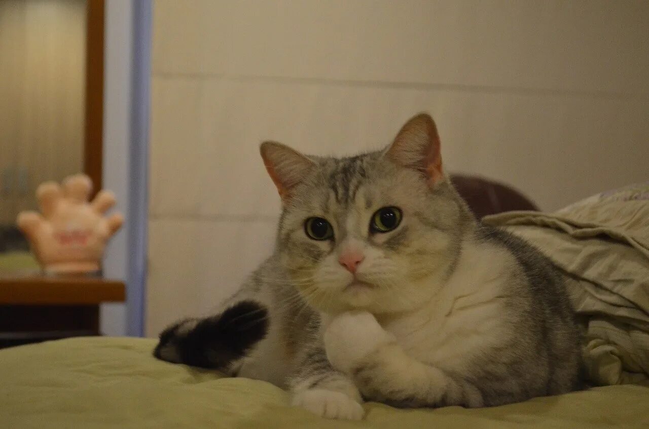 Кот юмор. Дурные коты. Кот ну позязя. Кот задумался. Кот туть оригинал.