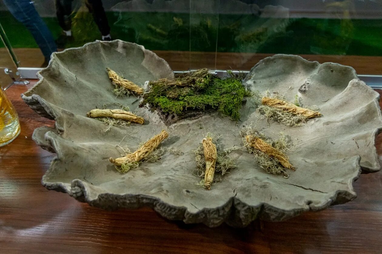 Контрабанда корня женьшеня. Забайкальский женьшень. Женьшень владивосток. Женьшень владивосток. Женьшень настоящий корень.