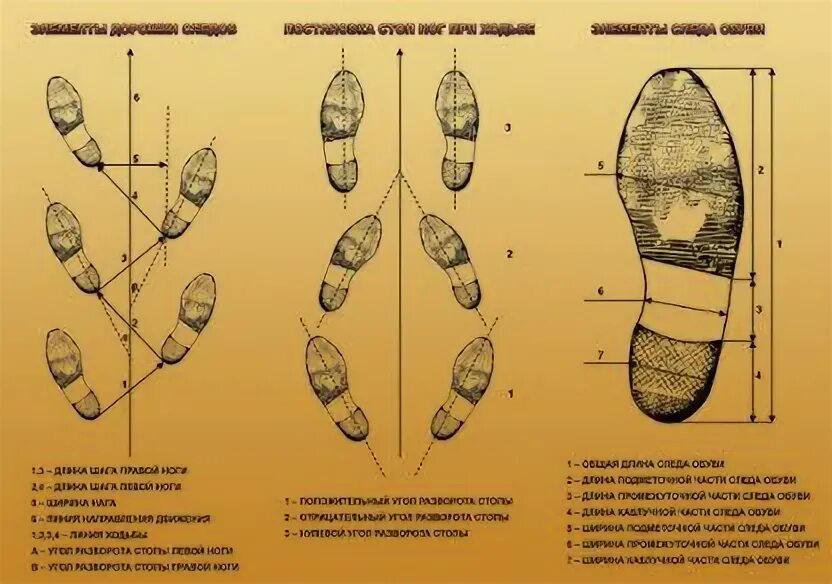 Элементы дорожки следов ног. Схема следов ног криминалистика. Части подошвы обуви криминалистика. Дорожка следов ног человека. Элементы дорожки следов обуви.
