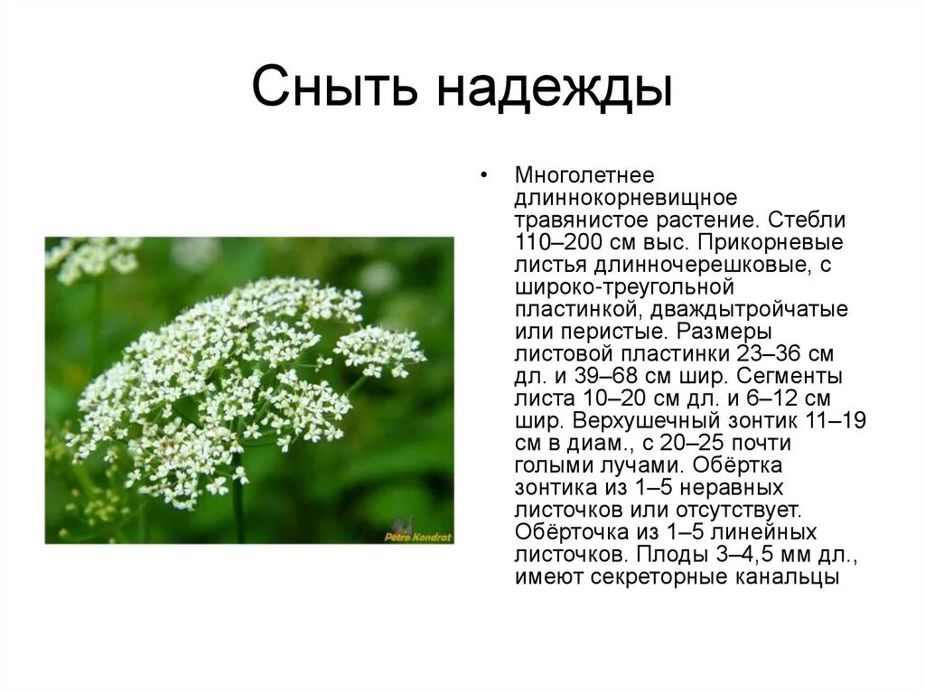 Сныть обыкновенная значение и применение. Трава сныть обыкновенная. Лечебная трава сныть. Сныть обыкновенная зонтичные. Сныть обыкновенная лекарственные.