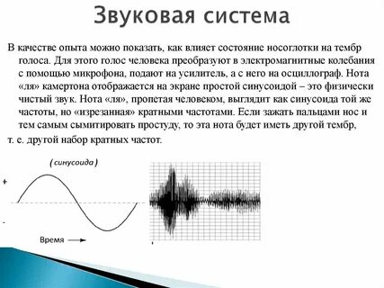 Кто такие синусоиды