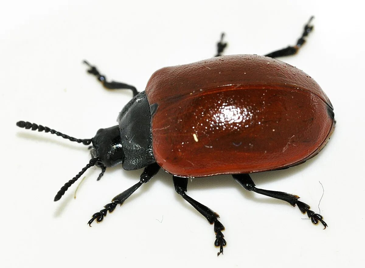 Жуки википедия фото Le carabe doré ou jardinière, précieux auxiliaire du potager Cetoine, Insectes,