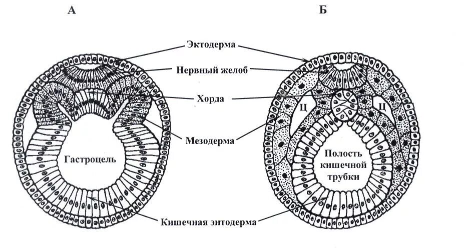 Мезодерма какая система. Органогенез нейрула. Строение зародышевых листков эмбриона. Зародышевые листки ланцетника. Мезодерма зародышевый листок.