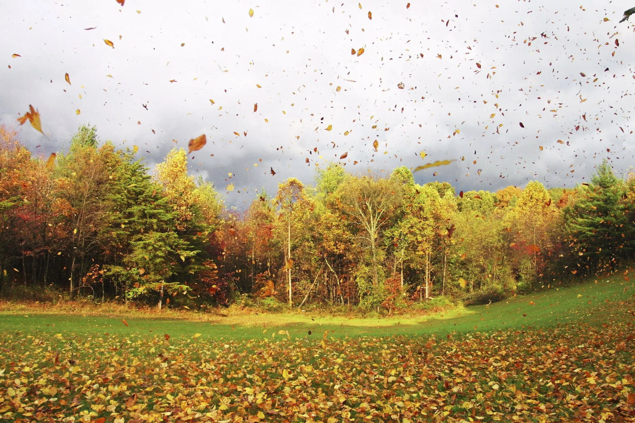 Осенний листопад. Осень листопад. Осень ветер. Осенняя Поляна в лесу. Падают листья и устилают землю
