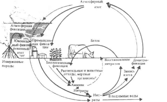 Биосферный круговорот углерода. Большой круговорот в биосфере. Биогеохимический цикл. Биогеохимия ландшафтов. Малый круговорот веществ в биосфере.