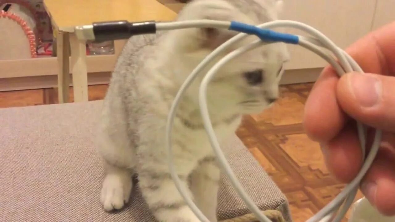 Котик кусает провод. Кот перегрыз провод. Кот грызет провода. Кот перекусывает провод.