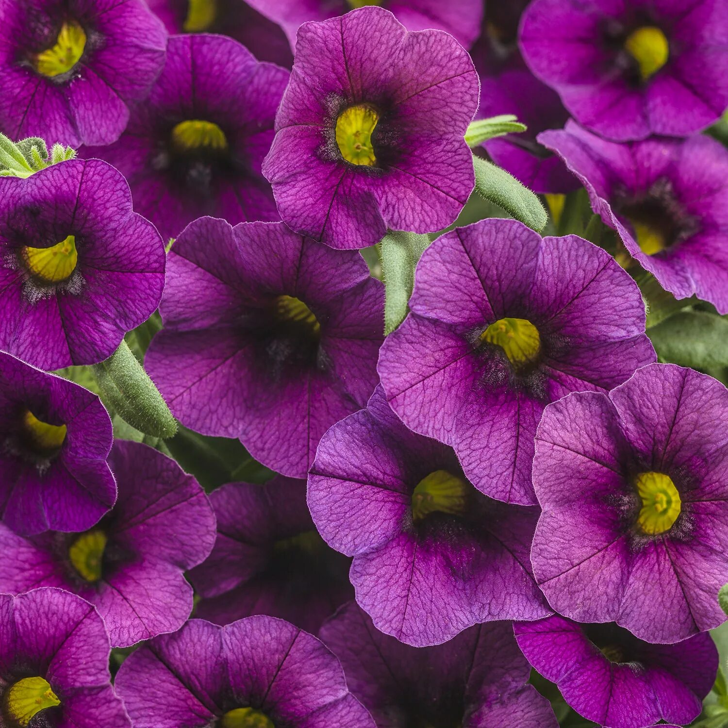 Калибрахоа (calibrachoa). Калибрахоа цветы. Цветы калибрахоа отзывы и фото. Калибрахоа. Калибрахоа розовая.