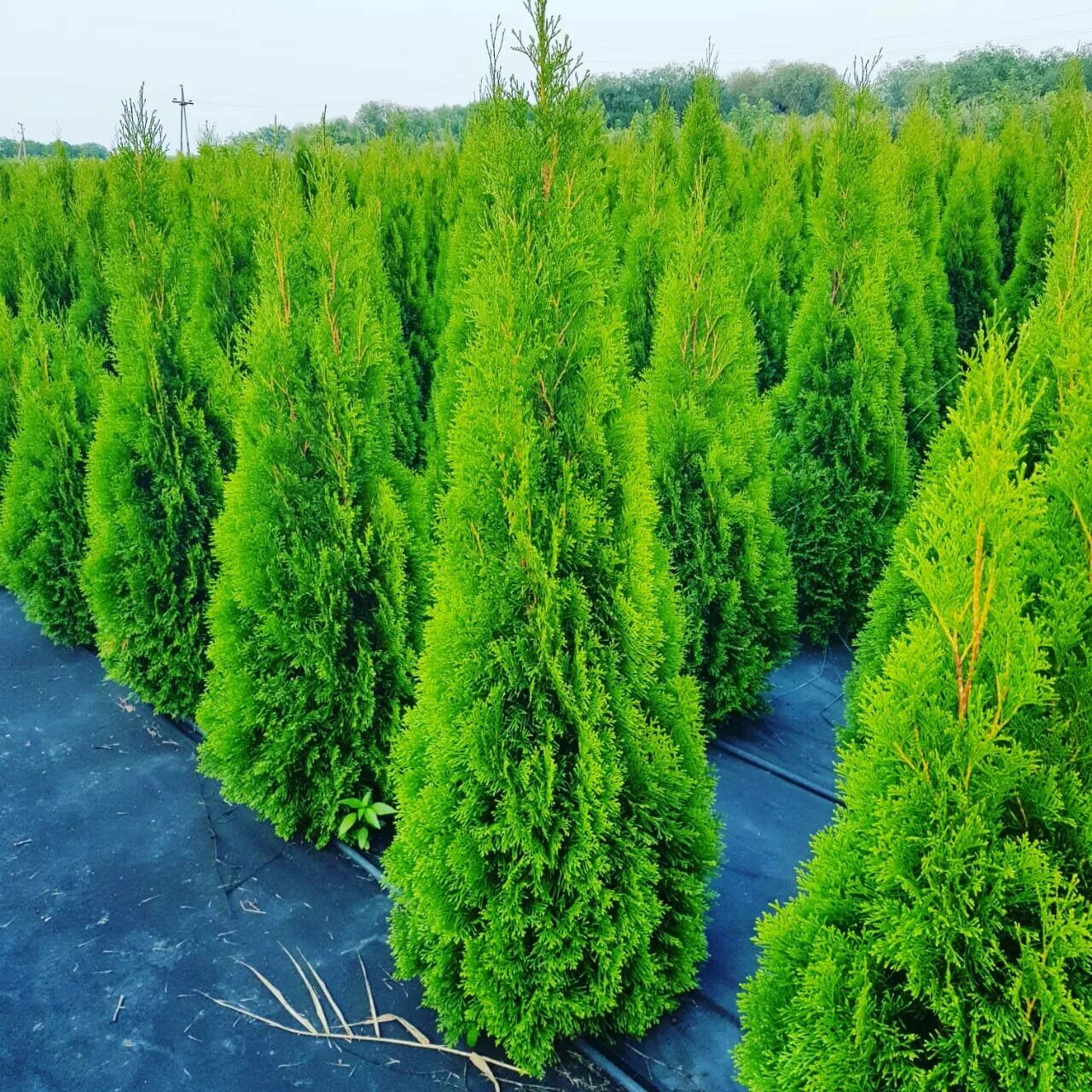 туя западная brabant. туя смарагд конус. туи дешево. туя западная smaragd. туя западная смарагд.