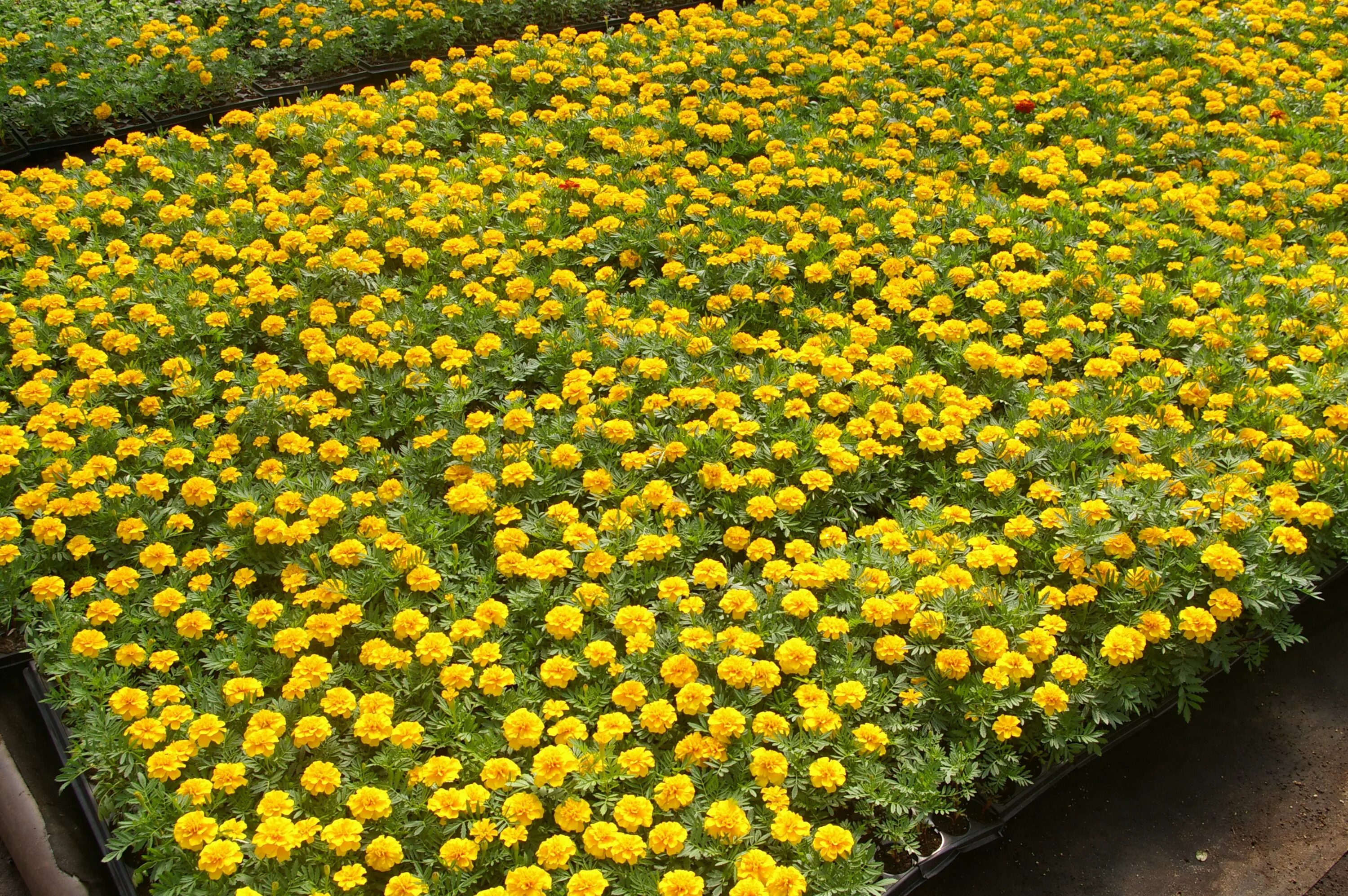 хозяйство бутримовых