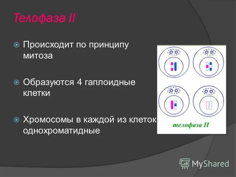 В результате мейоза из одной диплоидной клетки. Образование бивалентов и кроссинговер. Стадии жизненного цикла митоз мейоз. Таблица формирование половых клеток. В результате образуется диплоидная клетка.