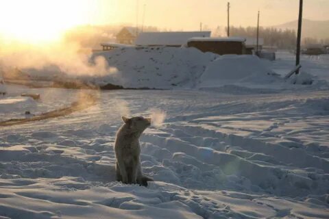 П холод