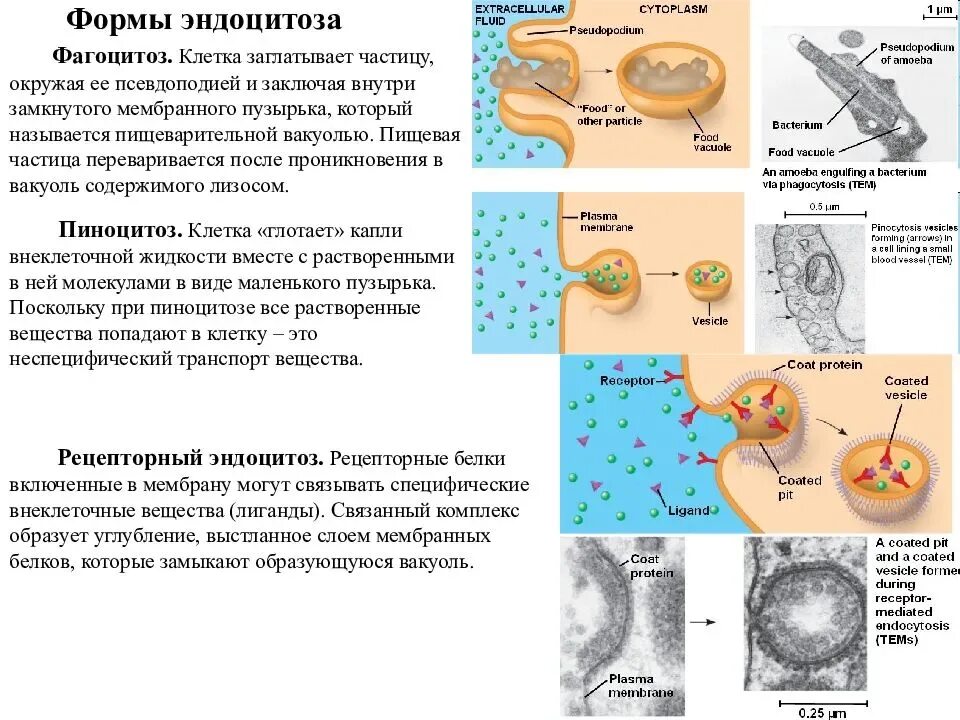 Эндоцитоз функции. Фагоцитоз и эндоцитоз отличия. Пиноцитоз эндоцитоз экзоцитоз. Неспецифический эндоцитоз. Фагоцитоз пиноцитоз эндоцитоз экзоцитоз.