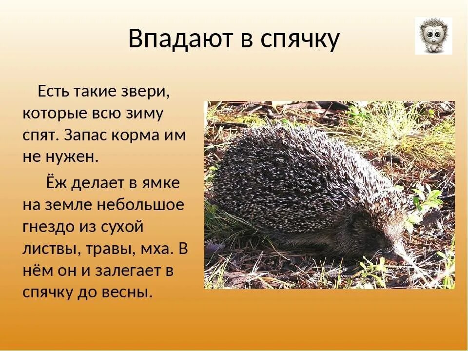 Еж впадает. Ёж зимой впадает в спячку. еж впадает в спячку. ёжики впадают в зимнюю спячку. ежи впадают в спячку зимой.