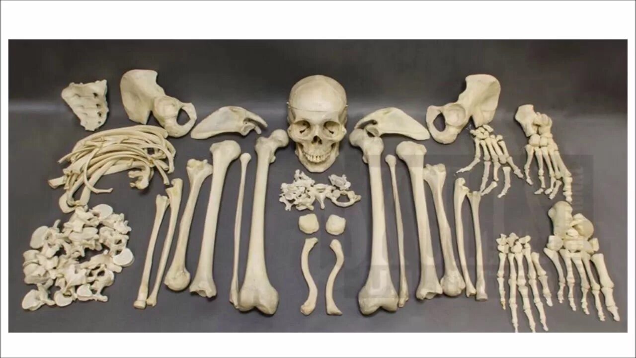 Три дня кости. Huesos скелет. Человеческие кости.