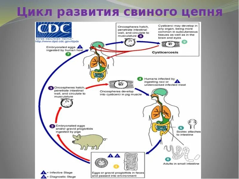 Как предотвратить заражение свиным цепнем. Как предотвратить заражение свиным цепнем