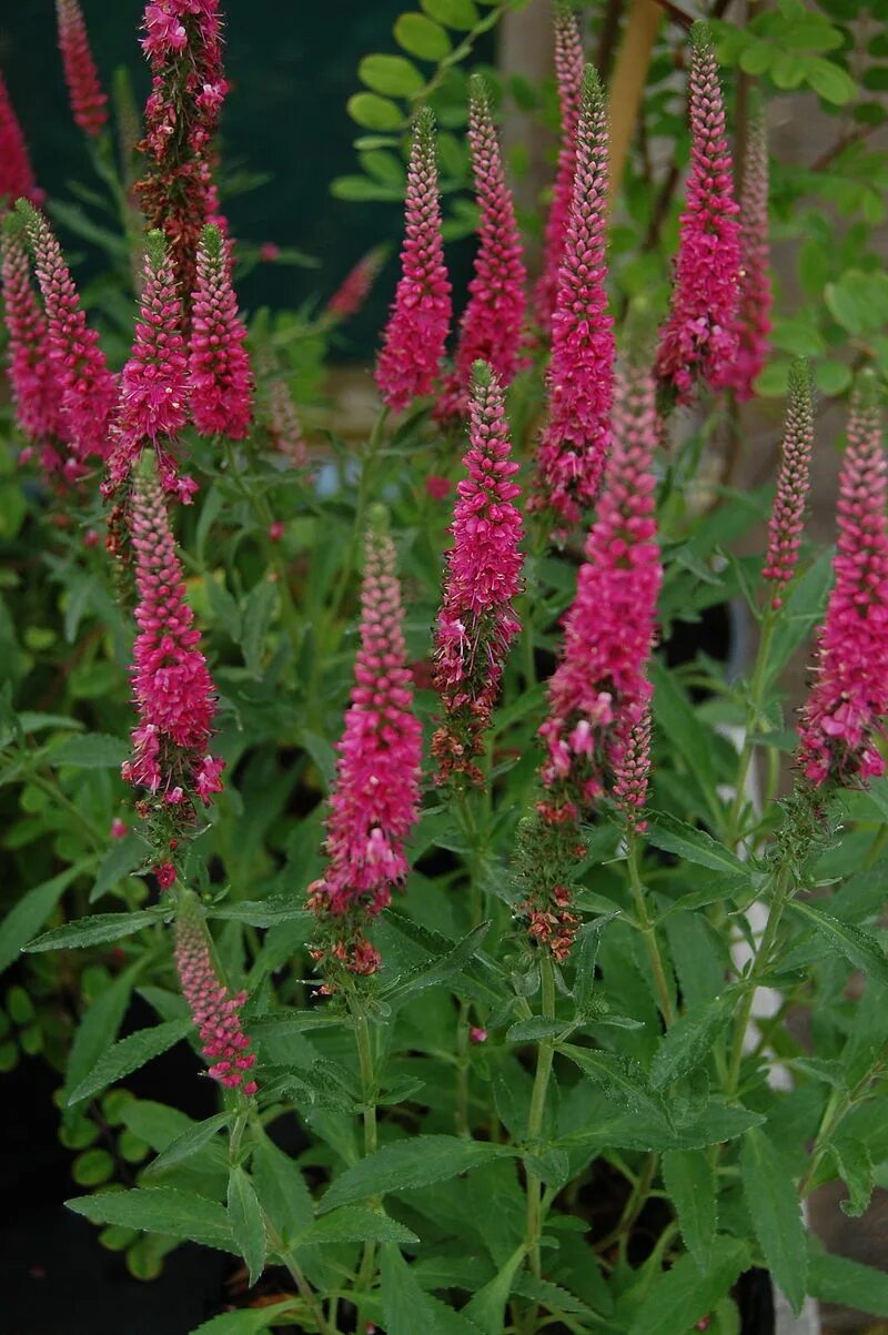 Вероника колосистая rotfuchs. Veronica red. Вероника колосистая красная. Вероника колосковая 'rotfuchs'. Veronica red.