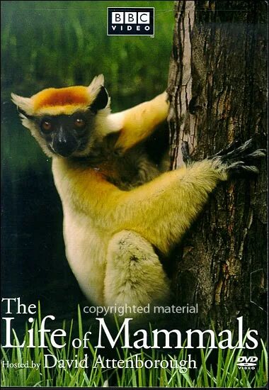 Bbc жизнь млекопитающих. Жизнь млекопитающих. Dvd диск bbc жизнь млекопитающих. The life of mammals. Сезонные явления млекопитающих.