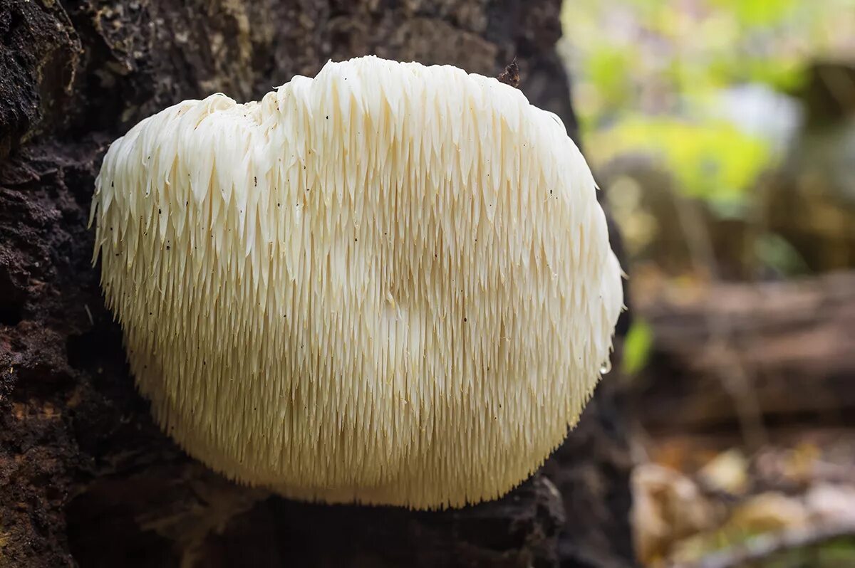 Ежовик гребенчатый (львиная грива). Ежовик для чего. Ежовик для чего. Ежовик герициум. Ежовик (ежевик) гребенчатый.