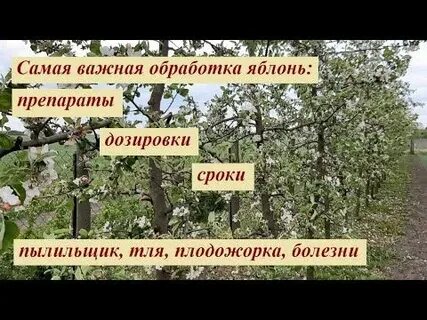 Срок яблони
