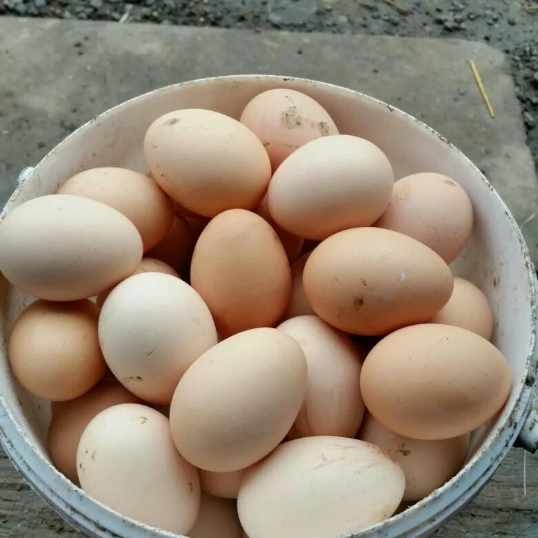Домашние яйца. Яйцо домашнее куриное. Яйца Деревенские. Яйца кур домашние.