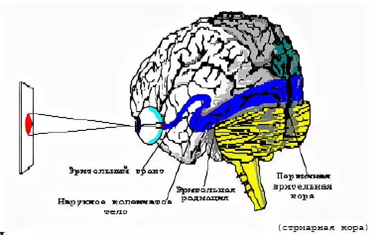 Мозги попал. Зрительная кора головного мозга. Зрительный анализатор мозг. Зрительный анализатор головной мозг. Зона зрения в головном мозге.