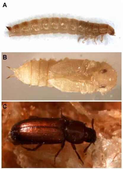 Жук мучной хрущак личинки. Tribolium castaneum личинки. Булавоусый хрущак. Хрущак малый булавоусый.