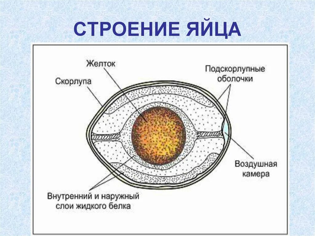 Строение яйца и функции. Строение яйца оболочка яйца. Строение яйцеклетки птицы. Строение яйцеклетки куриного яйца. Строение яйца оболочки.