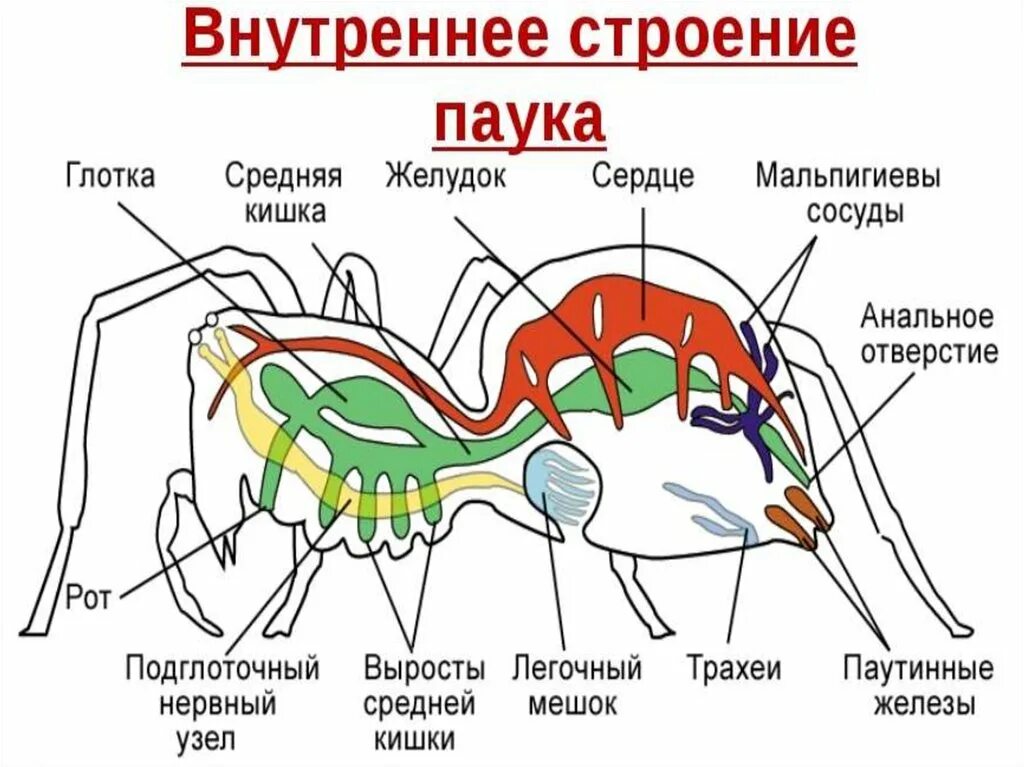 Паукообразные схема. Схема внутреннего строения паука. Схема строения кровеносной системы членистоногих. Класс паукообразные строение паука. Паукообразные пауки внутреннее строение.