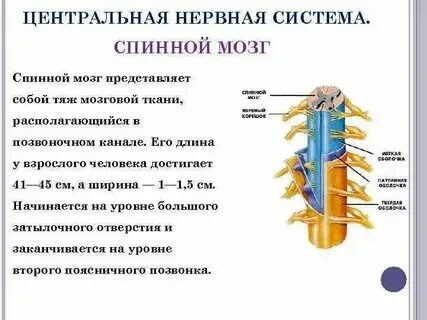 Головной мозг конспект 8 класс