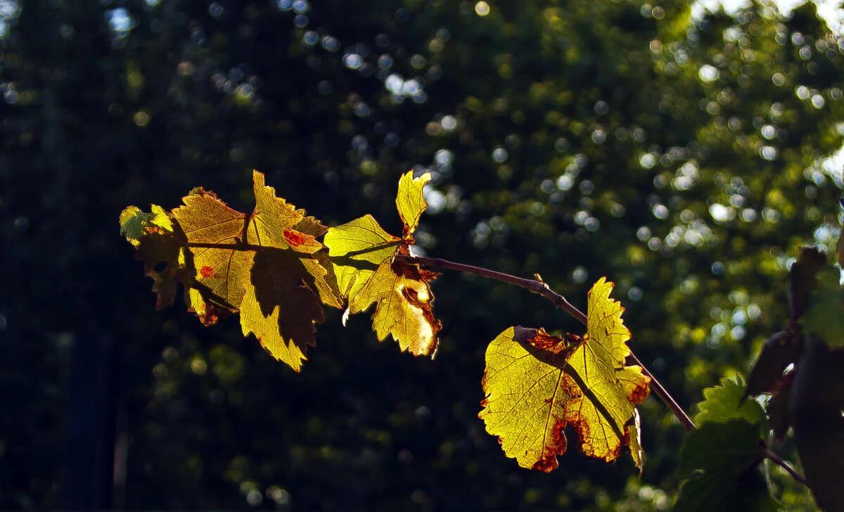 Пушкин осень уж небо осенью дышало. Дохнул осени дорога промерзает. Уж небо осенью. Осенний уж. Осенняя змея.