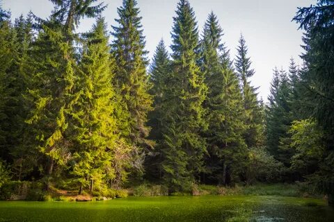 Хвойная древесина