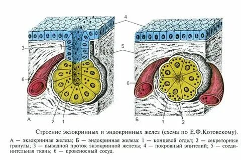 Какая ткань целое