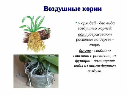 Самый крупный обнаруженный образец цветка