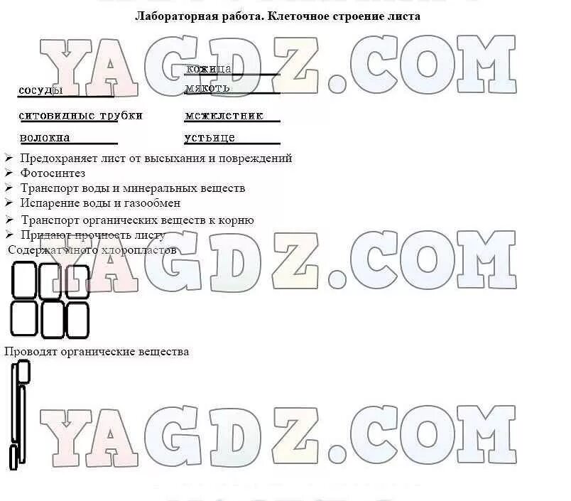 Клеточное строение листа 6 класс биология тест. Строение кожицы листа 6 класс биология пасечник. лабораторная работа клеточное строение листа.