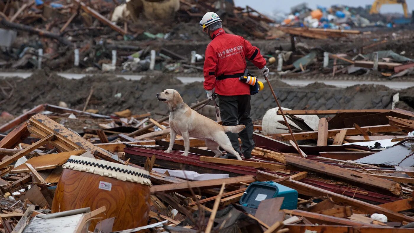 Собаки ищут людей под завалами. Землетрясение собака. Собака спасатель на завалах. Животные при землетрясении. Собака спасатель на завалах.