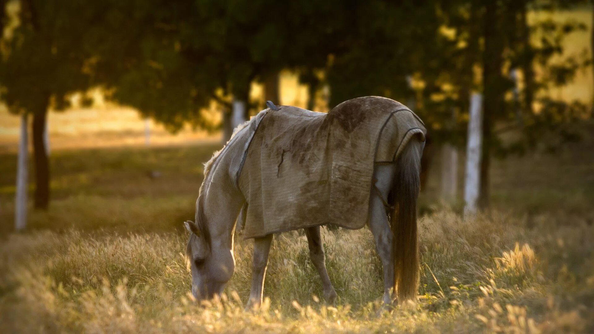 Лошадь в поле. Грустная лошадь. Лошади на закате. Конь в траве.