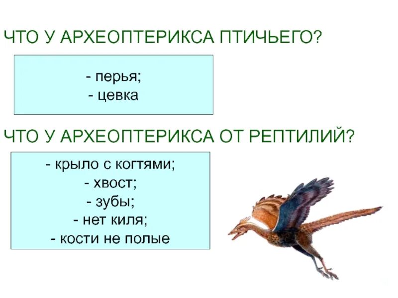 Признаки рептилий и птиц. Археоптерикс характеристики птиц и пресмыкающихся. Археоптерикс таблица признаки птиц и рептилий. Археоптерикс рептилии и птицы таблица. Признаки пресмыкающихся и птиц.