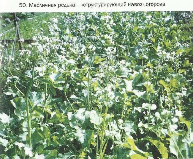 Редька масленичная сидерат. Редька масличная сидерат 500гр. Редька масленичная сидерат. Редька масличная альфа. Редька масличная когда сеять.