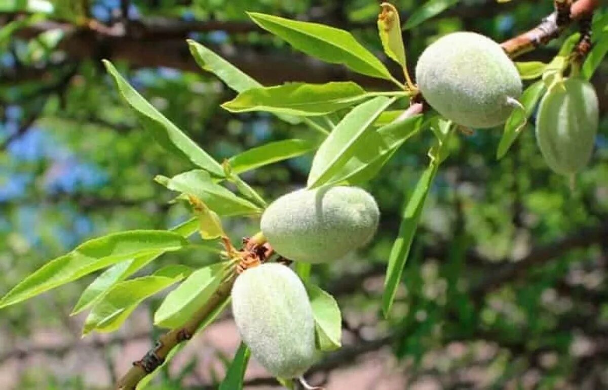 Миндаль (Prunus Dulcis). Миндаль обыкновенный (Amygdalus communis). Миндаль обыкновенный (Amygdalus communis l.). Миндаль Горький куст. Плоды миндаля на дереве