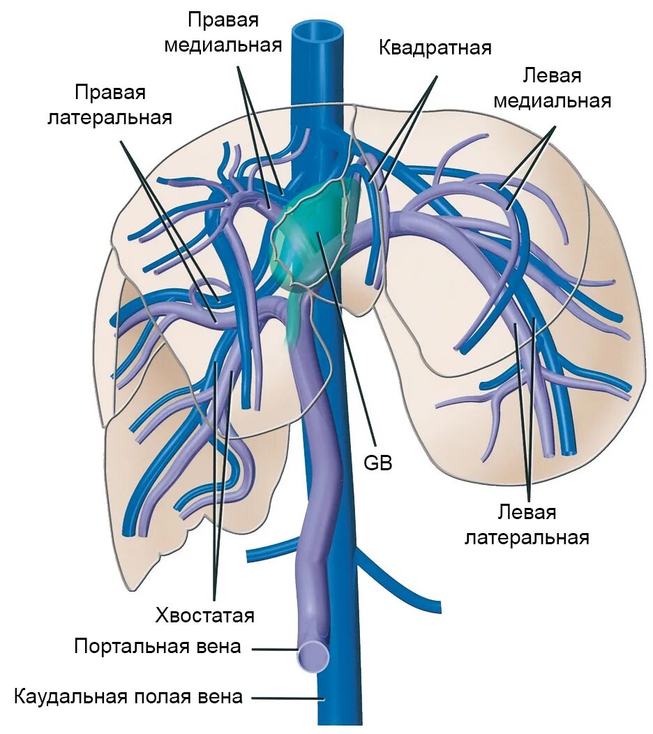 Какая вена в печени. Воротная Вена печени анатомия. Печеночные вены анатомия нижняя полая. Печеночная артерия и воротная Вена. Воротная Вена артерия печени.