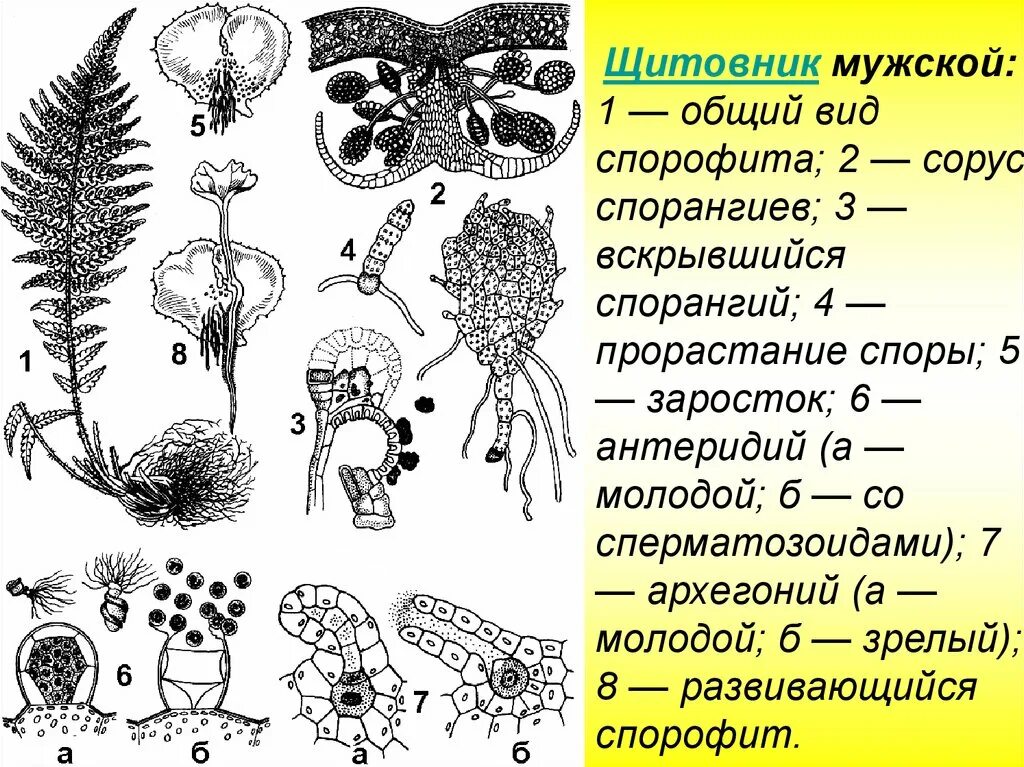 Спорангиев сорус папоротника. Антеридии и архегонии папоротника. Щитовник мужской сорусы. Антеридии на заростке папоротника. Сорус папоротника щитовника.