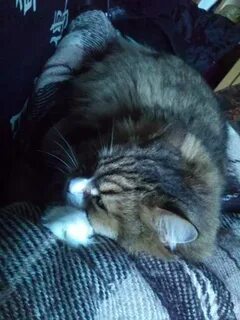 Коту тимофею не меньше десяти лет