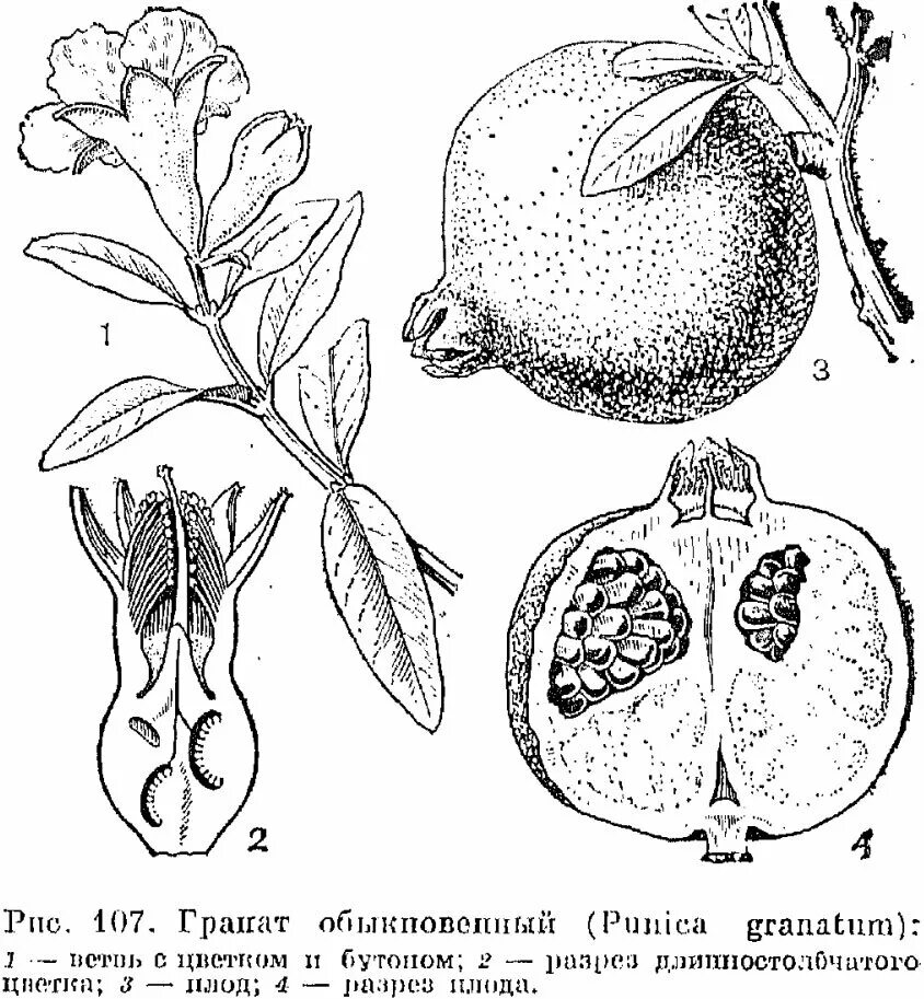 Элементы плода. Плод гранатина строение. гранатина плод разрез. гранат структура плода. гранат строение плода.