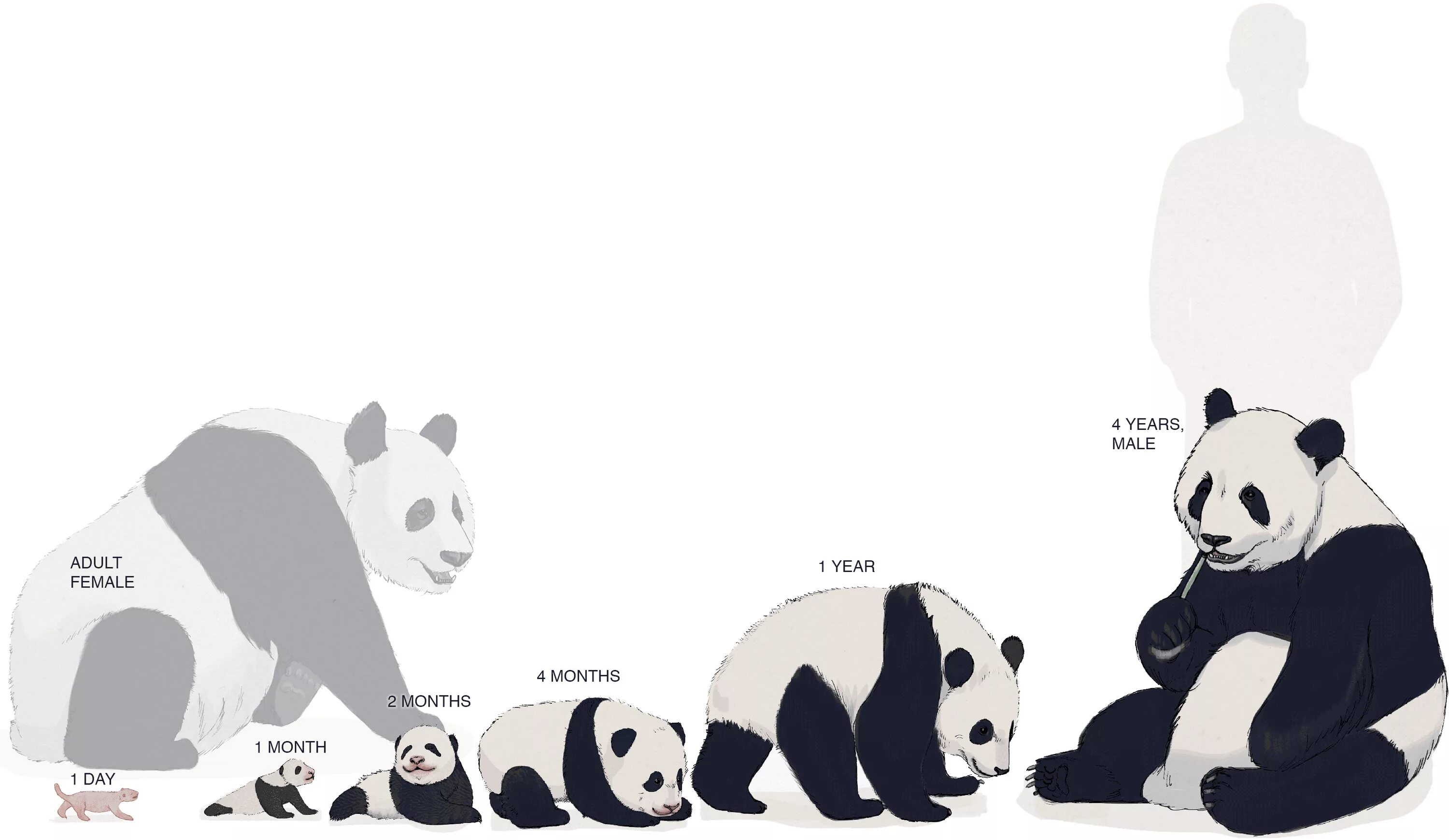 It is a panda