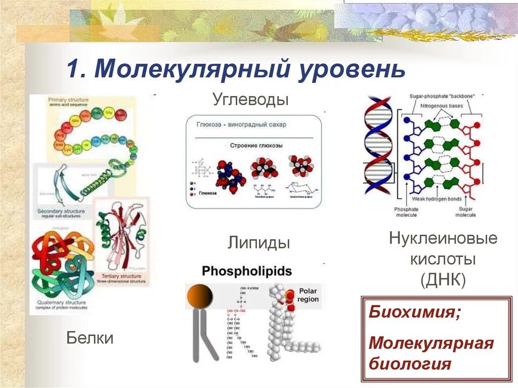 Атомно молекулярный уровень организации живой материи. Молекулярные уровни организации живой клетки. Молекулярный уровень организации жизни биология 9 класс. Биология уровни организации молекулярный клеточный. Уровни организации организма клеточный