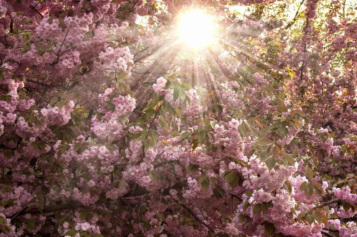 как пишется луч солнца. весна солнце. красивый рассвет. написать о солнце. предложение про солнце.