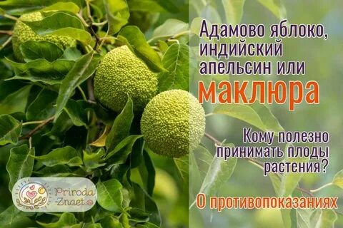 Адамово яблоко от чего помогает